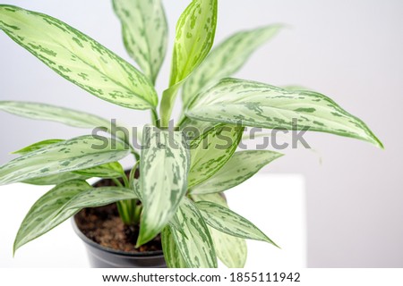 Aglaonema Silver Queen. Indoor plant beautiful houseplant Royalty-Free Stock Photo #1855111942