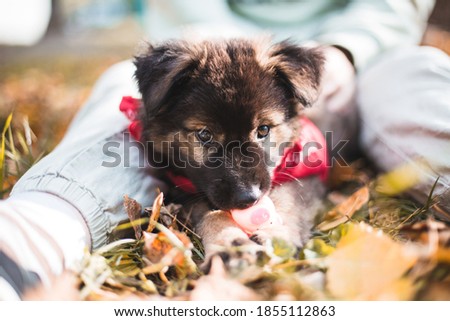puppy laying on yellow leaves in autumn park