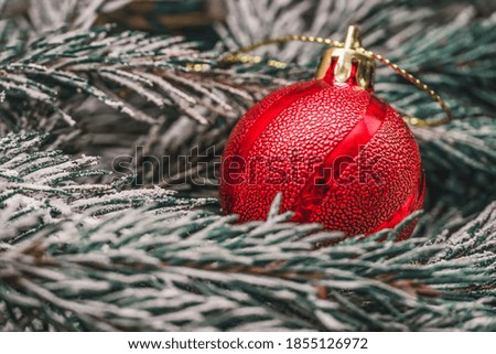 Red Christmas ball among the snowy branches of the Christmas tree close-up. Beautiful, minimalistic Christmas and new year background.