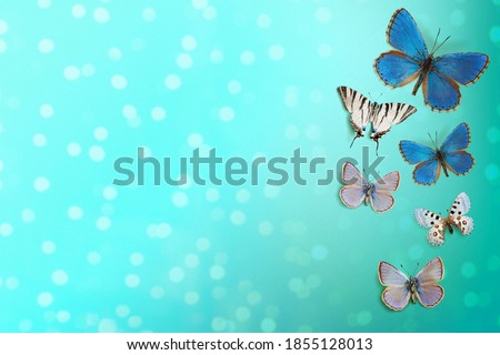Amazing blue colored butterflies flying on light background