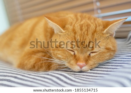 Portrait of American Short Hair Cat brown color.