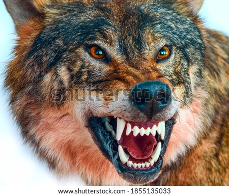 Growling wolf with red eyes close-up.