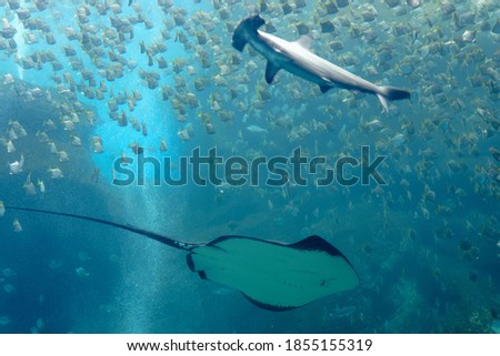 A manta ray gliding under a ferocious hammerhead shark, which swims among its prey, a shoal of silver moonyfish (or diamondfish), in the huge Xpark Aquarium in Landmark Plaza, Zhongli, Taoyuan, Taiwan