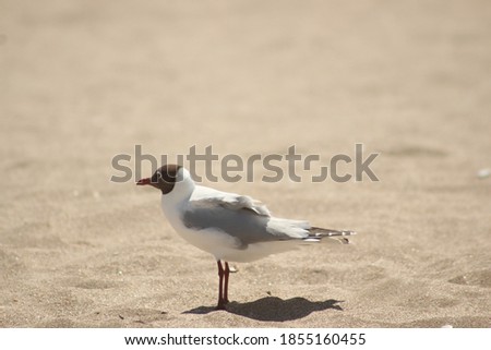 Picture of a bird in the sand