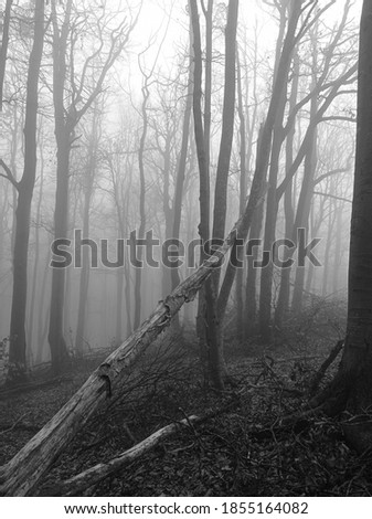 Trees in fog, forest and autumn dark weather atmosphere. Black and white picture. 