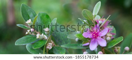 Downy myrtle, Hill gooseberry, Rose myrtle, Downy rose myrtle, Hill guava, Isenbery bush, Ceylon hill cherry. Berry flowers in pink.