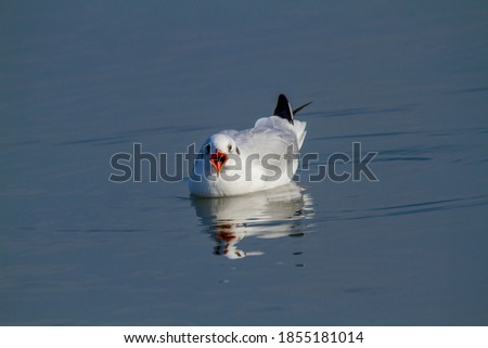seagull po delta regional park comacchio iitaly europe