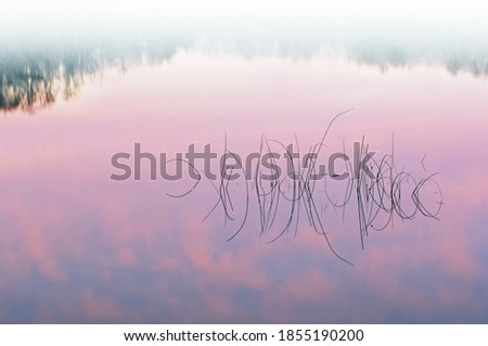 Abstract landscape of reeds and reflections in calm water at dawn, Hall Lake, Yankee Springs State Park, Michigan, USA