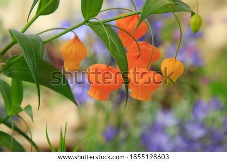 The pendulous Chinese lantern lilies, often known as Christmas bells, have leaves in the shape of a lance and are a striking shade of orange.