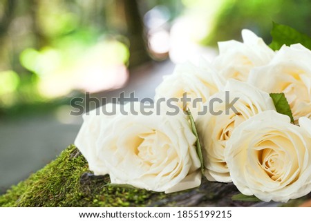 Beautiful fresh white rose on grave on cemetery,