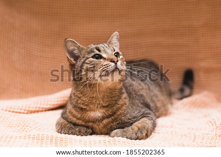 a beautiful domestic cat lies on a soft blanket