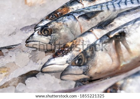 Chilled mackerel fish and ice. Sale point. Selective focus.
