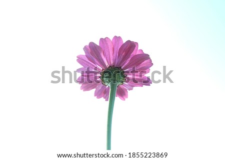 Bright pink flowers on a white background