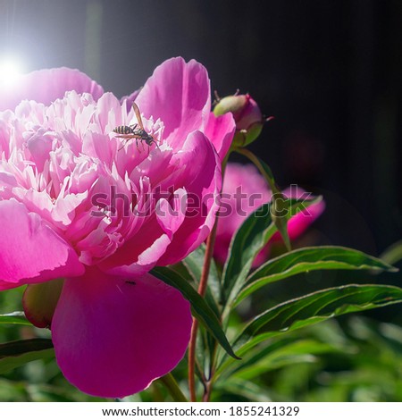 A wasp and an ant on a pink peony flower take places and pollinate the plant.