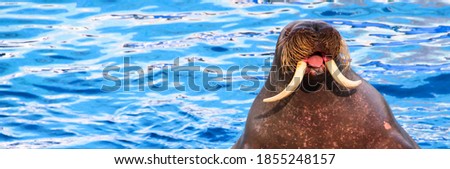The walrus shows its tongue. Walrus show.