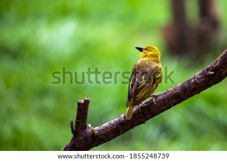 View of yellowhammer small bird in the summer park. Photography of lively nature and wildlife.