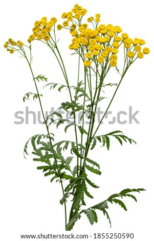 Flowers the medicinal plant of tansy, lat. Tanacetum vulgare, isolated on white background Royalty-Free Stock Photo #1855250590