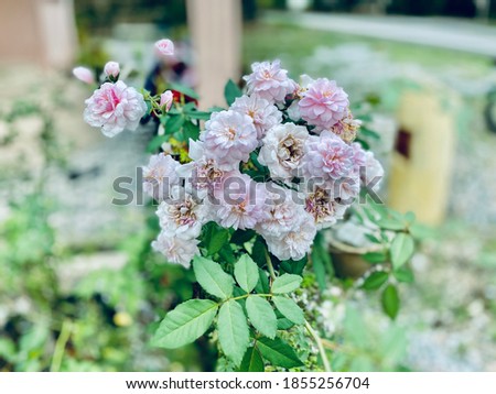 Portrait image of beautiful flowers 
