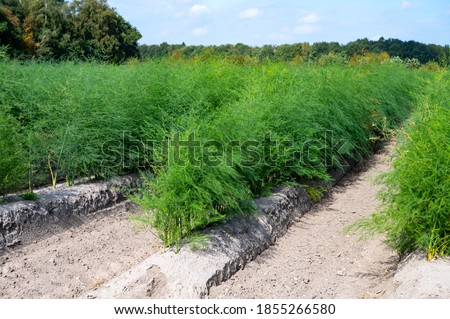 Green plants of white asparagus in summer in rows on fields Royalty-Free Stock Photo #1855266580
