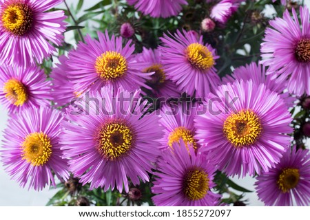 Lilac asters isolated on white and gray background. Space for text
