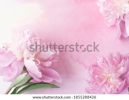 Soft pink watercolor background with lush pink peonies. Flat lay for graphic design, selective focus
