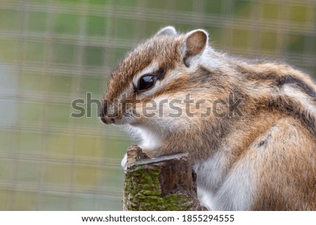 Chipmunk Sat in a Tree Feeding