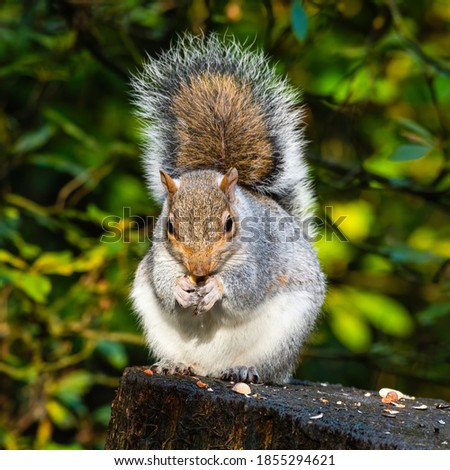 Grey Squirrel Feeding on Seeds and Nuts on a
