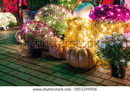 blooming colorful flowers with green leaves and pumpkin decorated with festive garland bulbs with glow close-up of plant in backyard of restaurant terrace christmas decor, nobody.