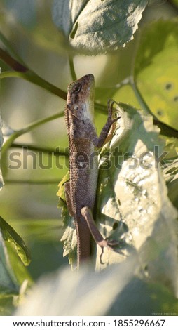 It is a Picture of Common garden Lizard found in North India
