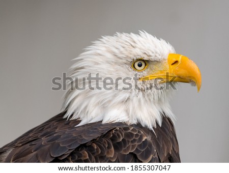 A portrait of an eagle