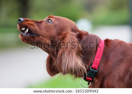 Red irish setter dog is roaring for protection at nature. Close up potrait of pet. Royalty-Free Stock Photo #1855309042