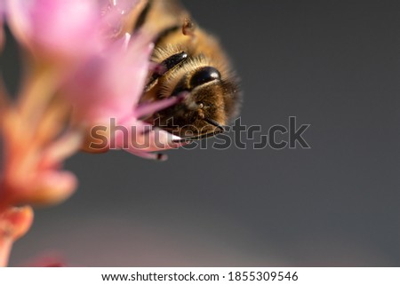 Honey bee on pink flower macro picture for cover and background purpose. Honey bee suckling nectar