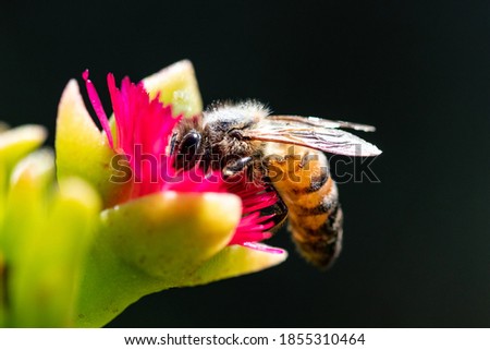 Honey bee on pink flower macro picture for cover and background purpose. Honey bee suckling nectar
