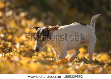 cute small senior Jack Russell Terrier. 14 years old