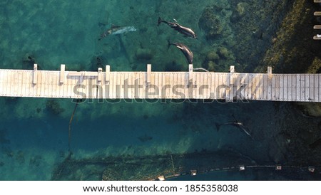 Group of dolphins play and swim by wooden deck pier in clear sea waters