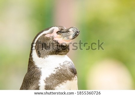 Penguin with closed eyes sleeping