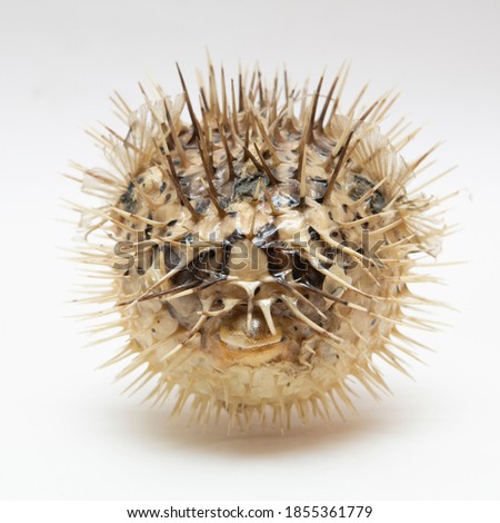 Picture of a death and dry Porcupinefish with a white background.