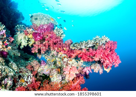 A beautiful color encrusted ledge on a tropical reef in Fiji hosts a multitude of colorful soft and hard corals in clear water with a big sun ball at the surface.