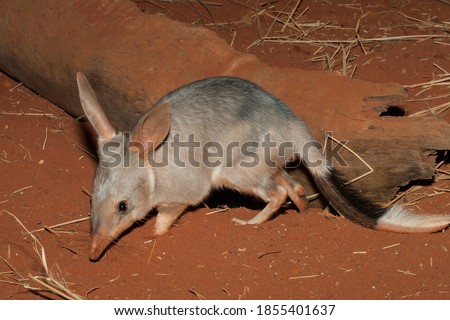 Captive Greater Bilby on red soil Royalty-Free Stock Photo #1855401637