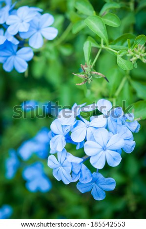 Closeup of the plan "Plumbago Auriculata", widely known as Plumbago Capensis. Other common names: Cape Plumbago, Cape Leadwort, and Blue Plumbago. Tropical, evergreen, flowering shrub.