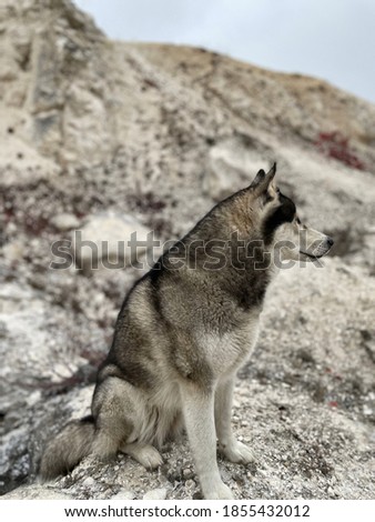 The wolf sitting in the mountains. Close-up photo