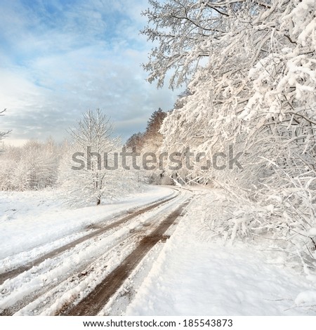 Road and a snow covered trees in Latvia