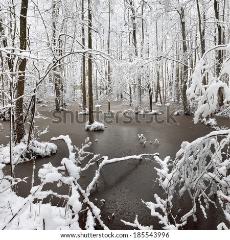 Snow in the bog and forest in Latvia