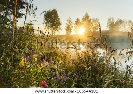 Morning light and wild flowers in north Poland. Pomerania district/Morning light and wild flowers Royalty-Free Stock Photo #185544101