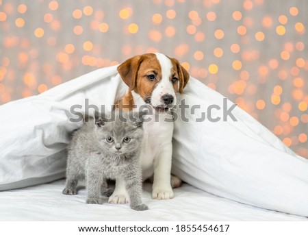 Friendly Jack russell terrier puppy and gray kitten sit together under warm blanket on festive background