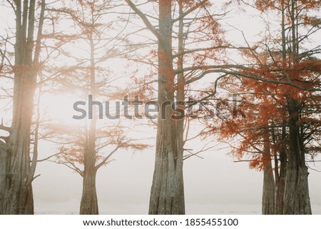 autumn water trees and cypresses. orange foliage photo .made in the morning 