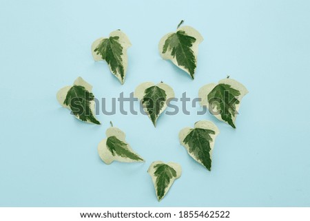 Top view  leaves on isolated background 
