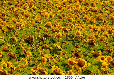 sunflower (Helianthus annuus) Wild sunflower is native to North America, but commercialization of the plant took place in Russia. But it was the American Indians who first domesticated this plant.