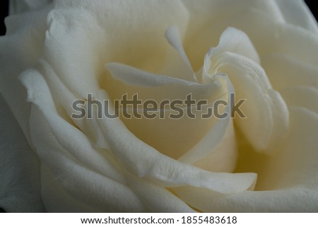 A white rose in close up