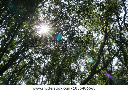 The sunshine in the trees